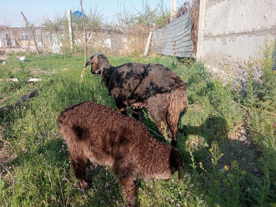 Кой козлы, овца.