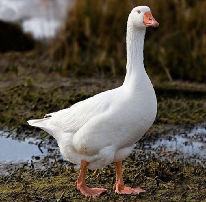 Инкубационные яйца гуся Линда