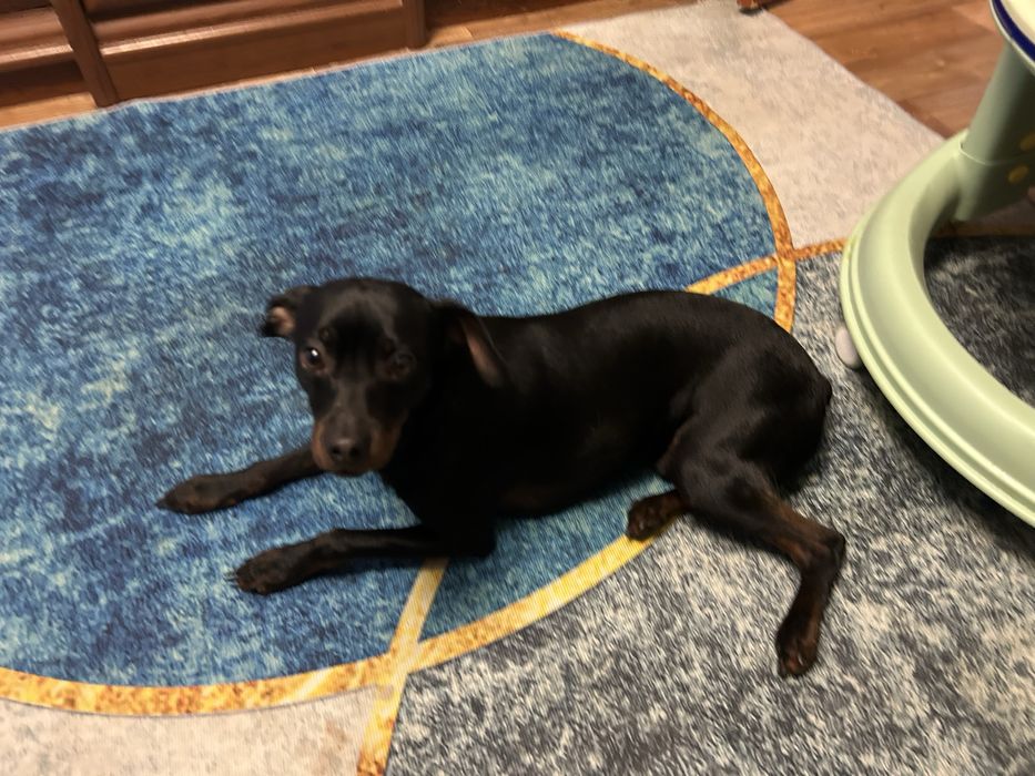 Цвергпинчер пинчер  ищим даму для сердца