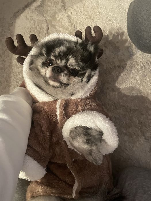 Вязка Немецкий цверг шпиц Кобель