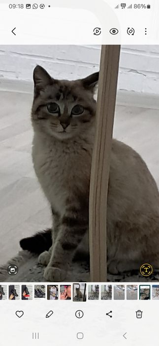 Пристраивается котик, тайский