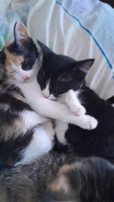 Отдам котят в добрые руки