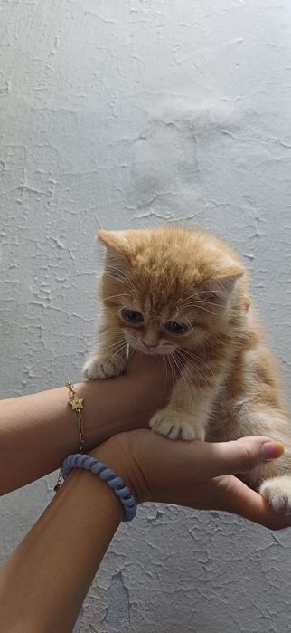 Kiz British shorthair 3 oylik mushuk