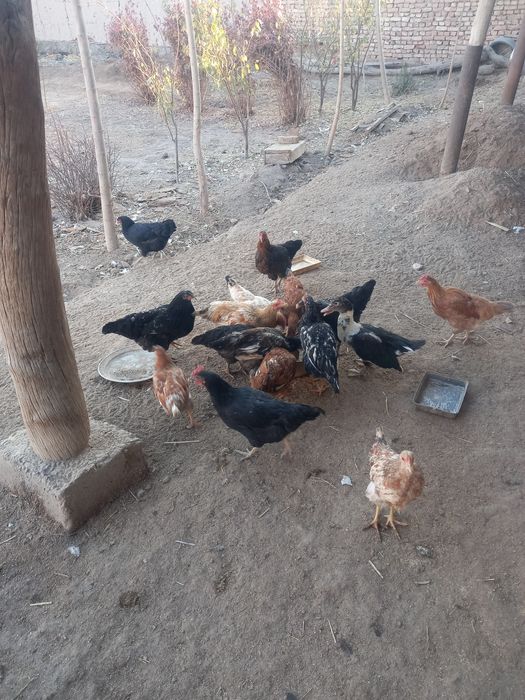 Индушка товукло сотилоди 70 мигдан