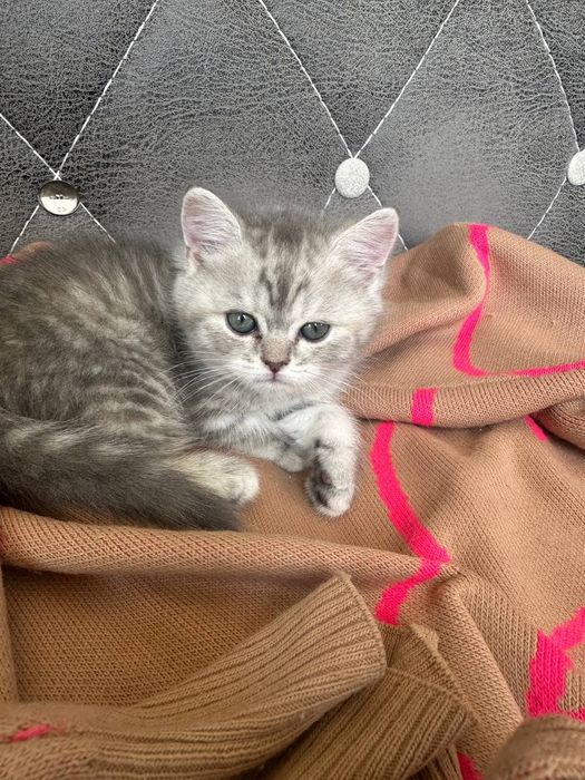 Срочно продам котят,чистокровных Скотиш Фолл,Скотиш Страйк.