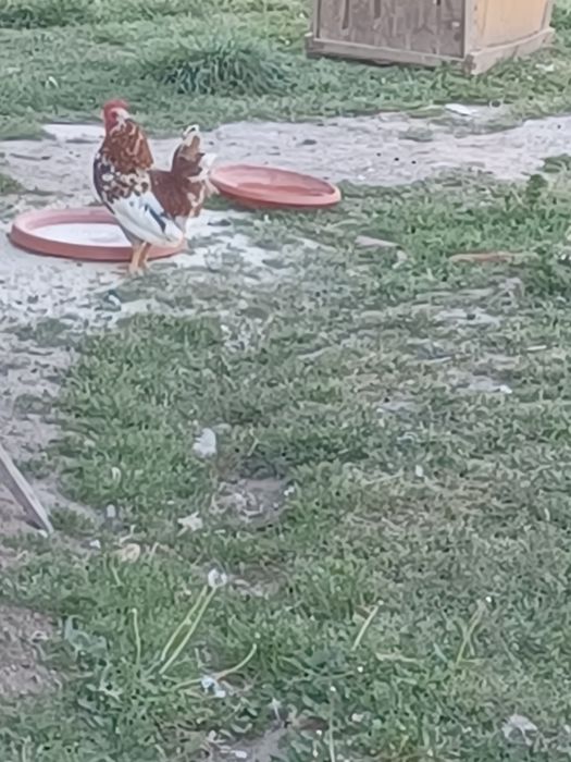 Vând cocoș pitic
