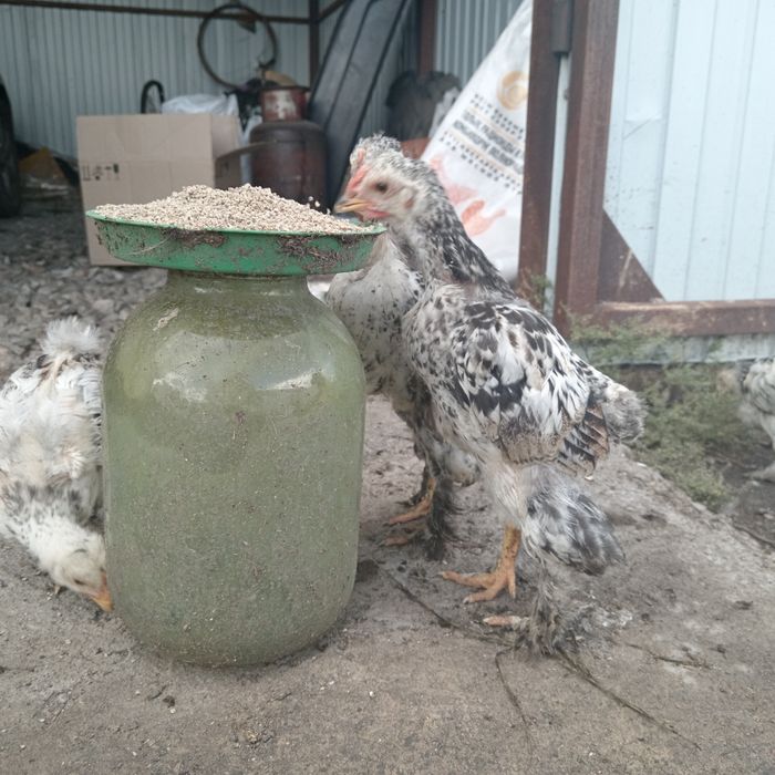 Продам петушков брама