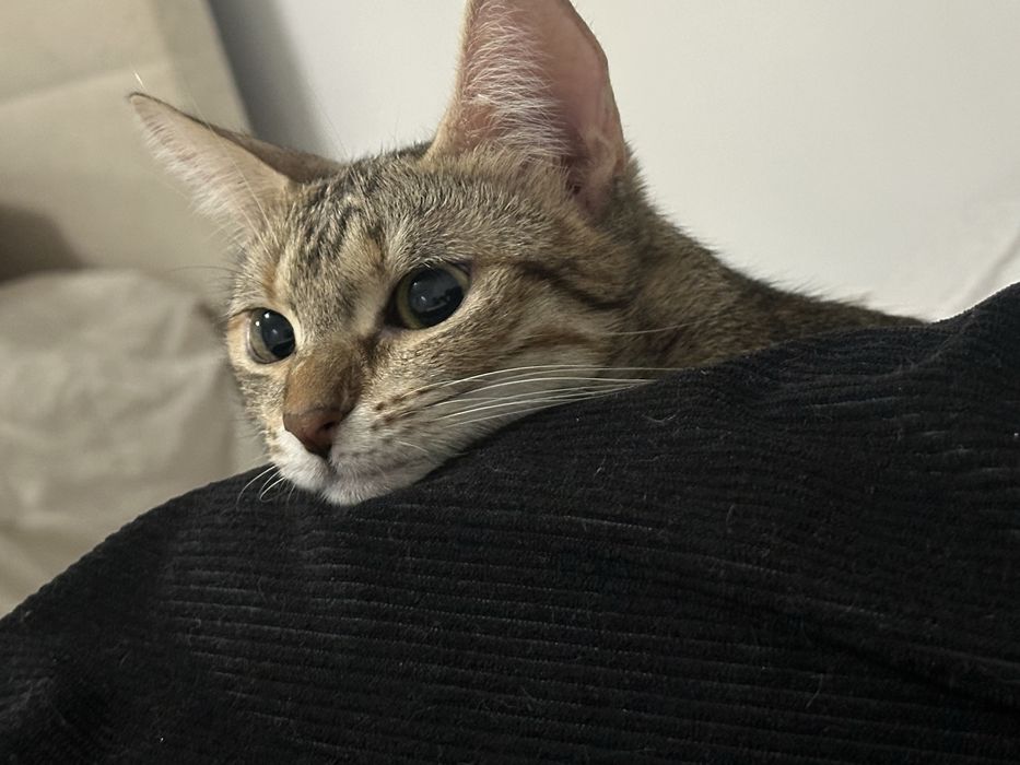 Търси се любящ дом за гальовна котка Зевс