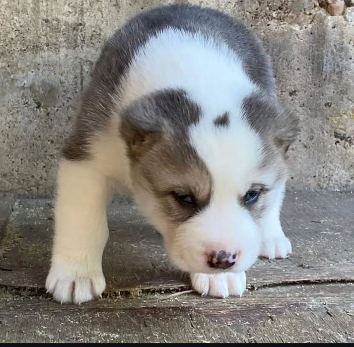 САО Алабай Щенки