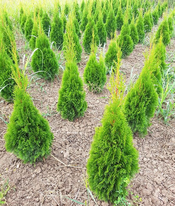 Tuia Smaragd 60-80 Cm si Leylandii pentru gard viu