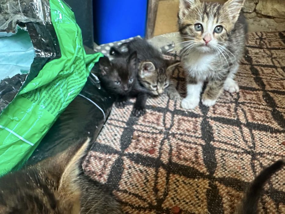 Котета подарявам