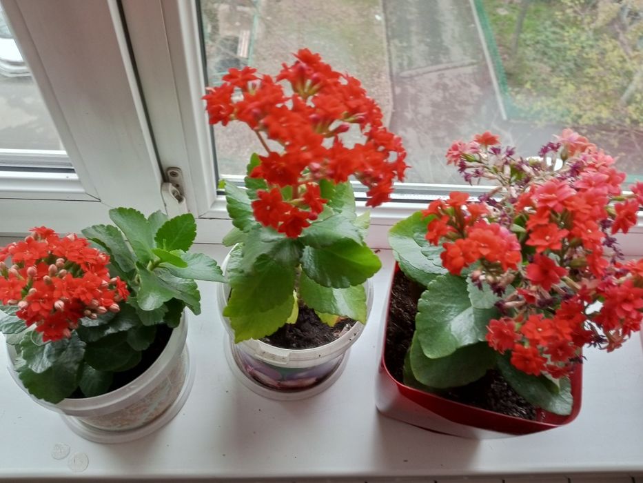 Комнатные цветы в том числе алое, герань, фикус, каланхойе, женское сч