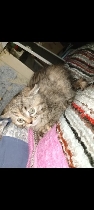 Девочка 2 месяца