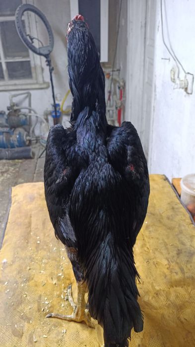 Продам боевого петуха