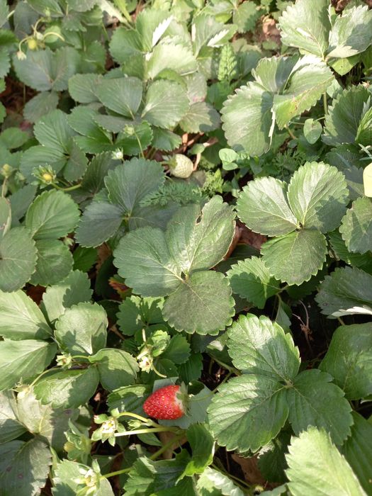 Stoloni răsad căpșuni soi Albion Clery Premial drajoni zmeură și mure