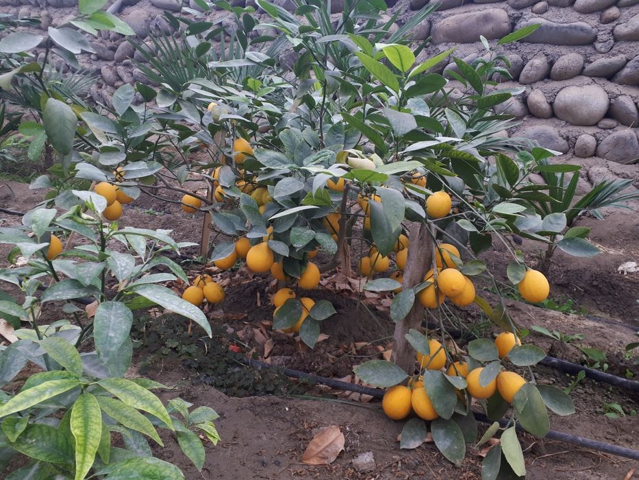 Теплицы лимонария и кумкват, мандарин. Виноградник