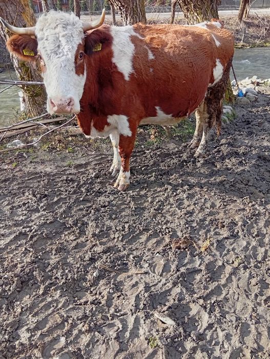 Vând vaca de 5 ani