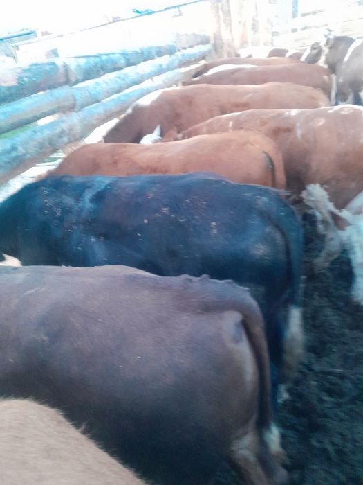 Продам бычков полторашки