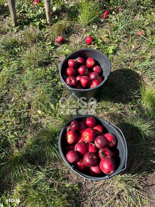 Vanzare teren livada in com. Barbuletu