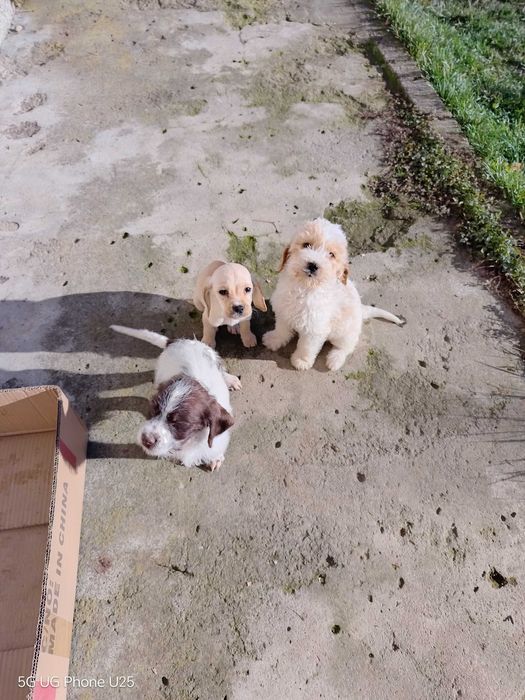 Продавам Лагото Романьоло на 80 дни