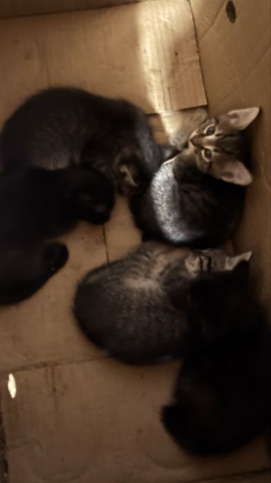 Отдам милых котят в добрые руки