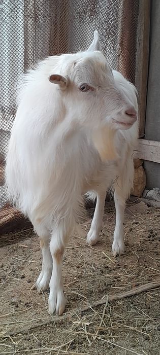 Теке арендаға беріледі