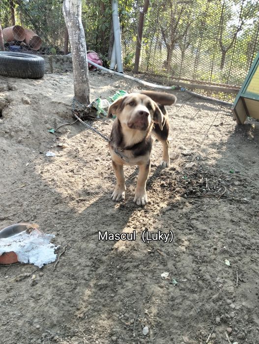 Catel, catei, caine, Mama Ciobanesc german - (livrare domicilu)