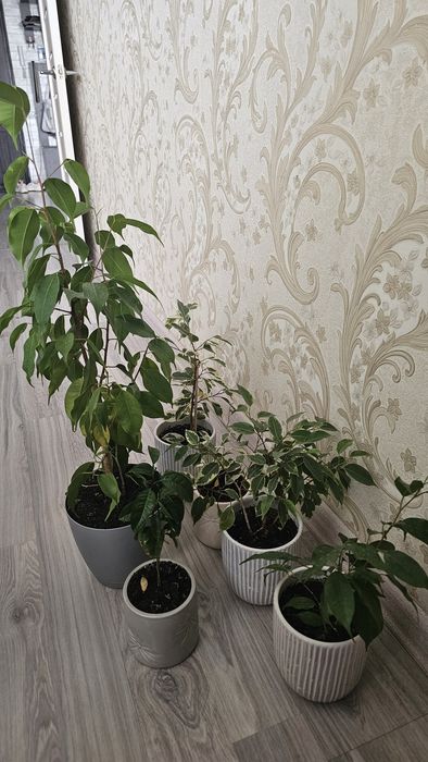 Фикусы и мандарининка