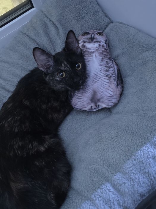 Отдам кошечку в добрые руки