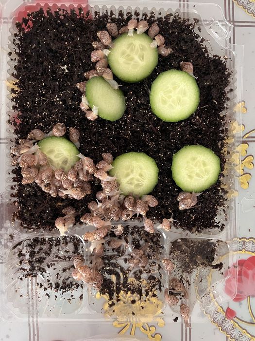 Улитки ахатины.