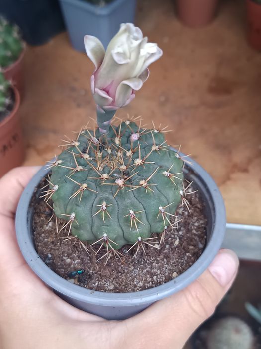 Cactuși, suculente și suculente de exterior