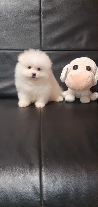 Pomeranian baietel