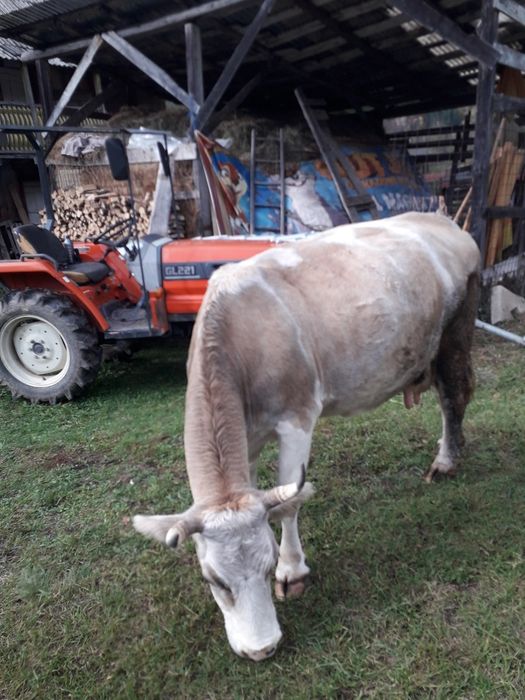 Vand vaca gestanta in 3 luni comuna damuc nr telefon 0724475902
