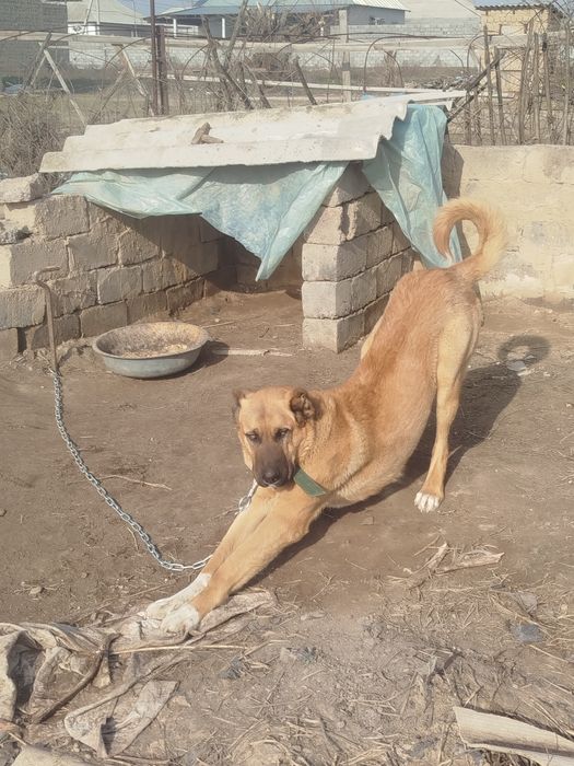 Турецкий Кангал 10 мес