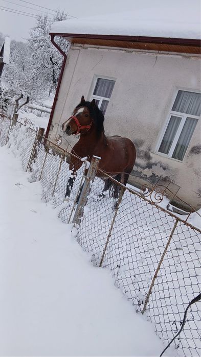 Vând harmasar de 7 ani cuminte curat garantat la caruta