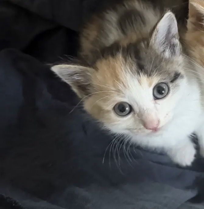 Отдам котенка в добрые руки!