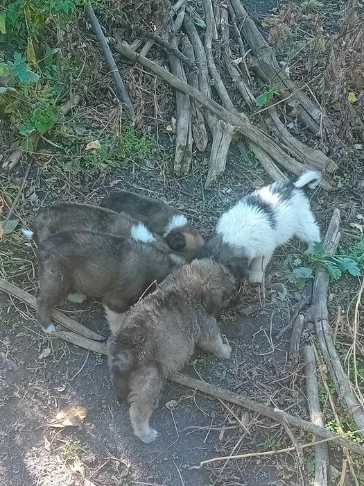 Cățeluși spre adopție