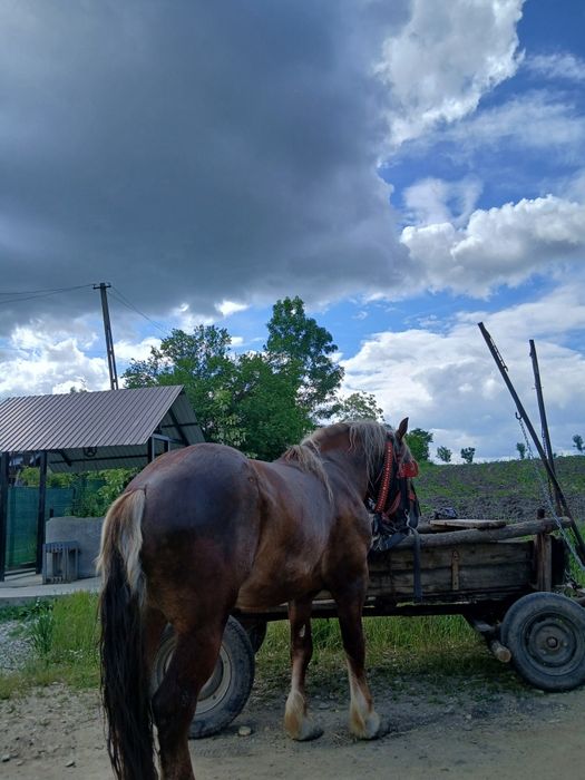 Cârlan semi-greu de vânzare 3 ani