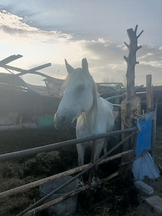 кобыла продам ..
