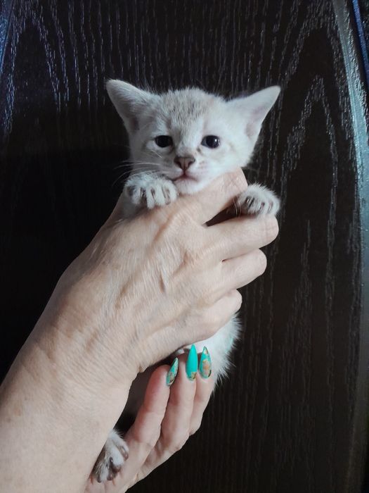 Маскарадная кошка