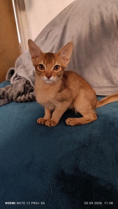Продажа котёнок  мальчик