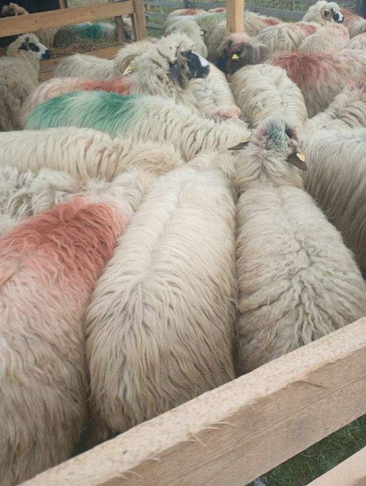 De vânzare aceste oi