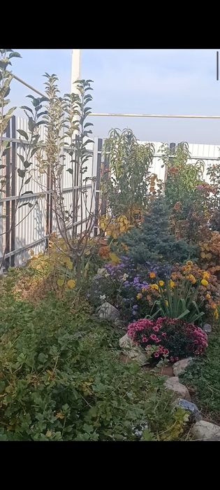 Продам ель ,елку