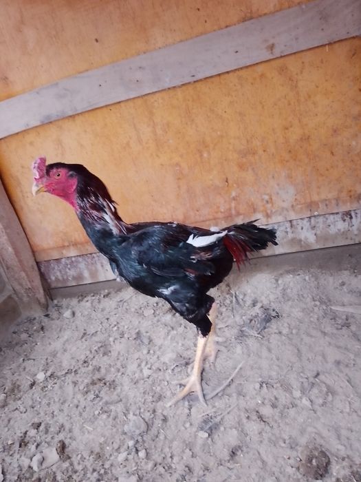 Dakan xõroz urushqoq