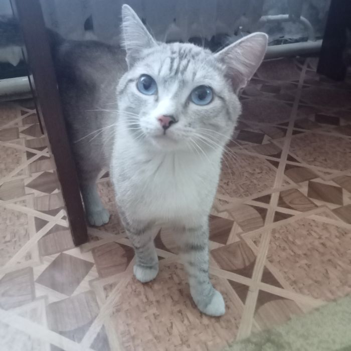 Отдам в хорошие, добрые руки.и