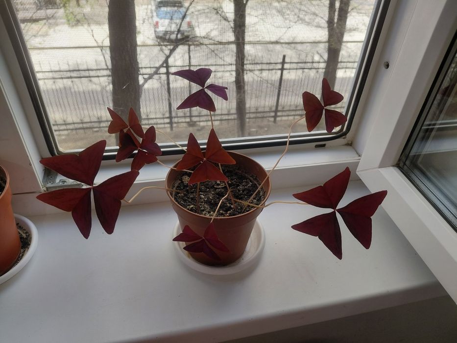 Оксалис (бабочка)