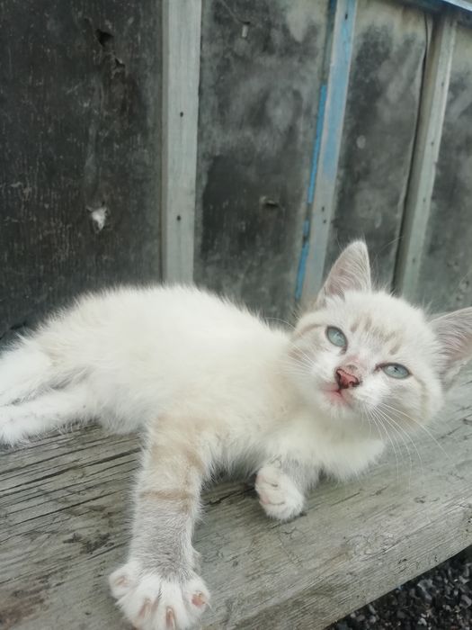 Отдам котенка в добрую руку