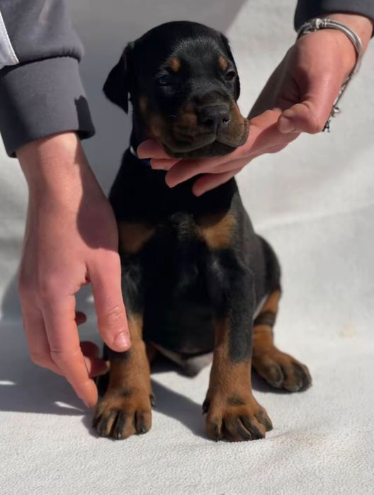 Продам щенков добермана