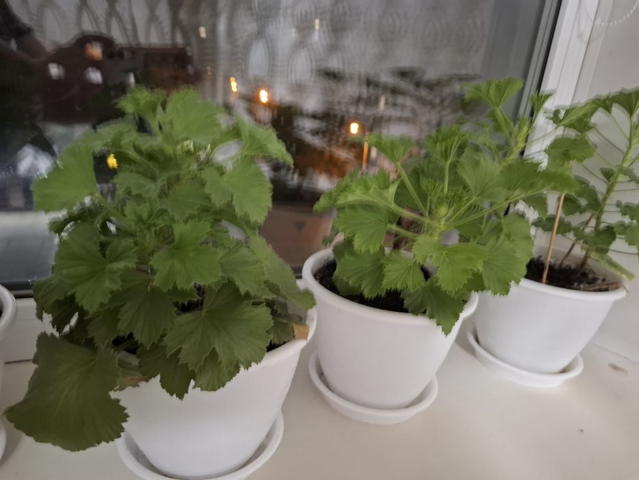 Продам комнатные цветы .