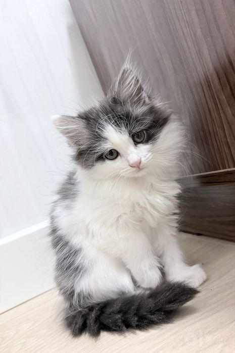 Котята сибирской породы